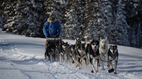 Dog Sledding at All Seasons Adventures