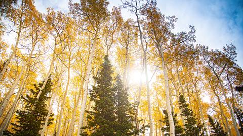 Sunlight shining through the aspen trees at Deer Valley during the fall