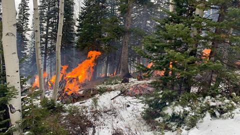 Wildfire mitigation at Deer Valley.
