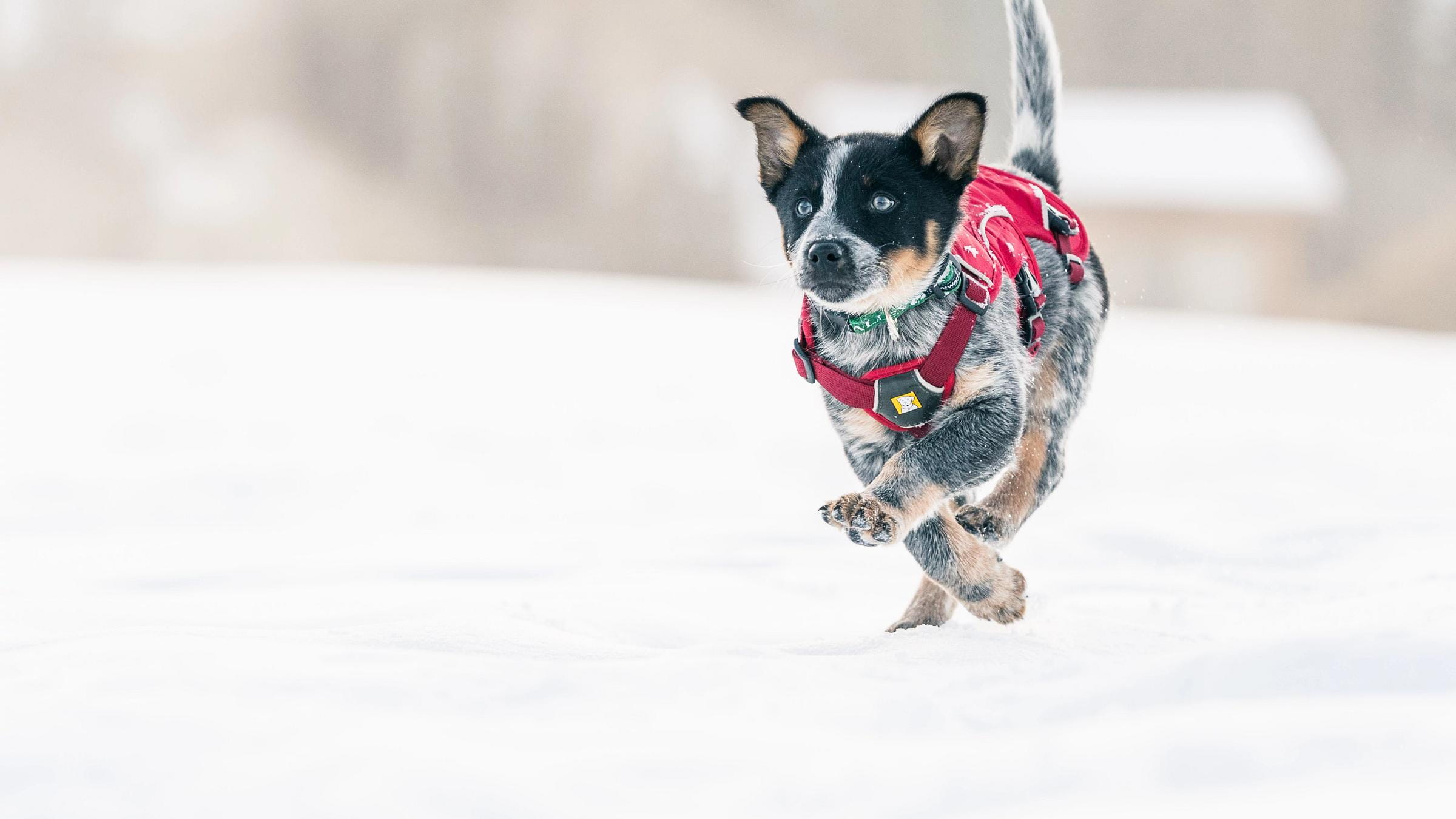 Deer Valley Avalanche Pup, Tingo, enjoys a day on the mountain