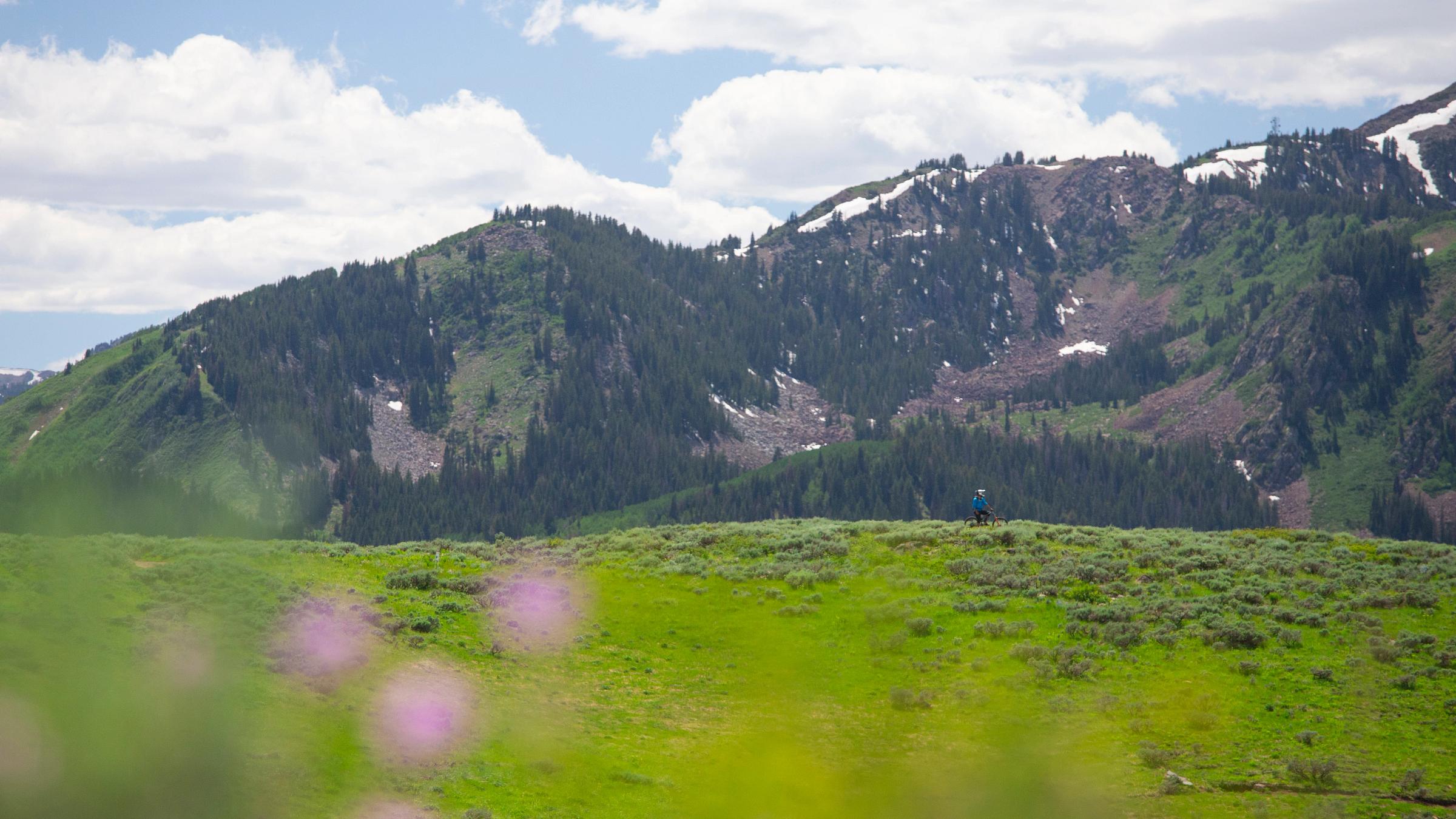 View with flower in the foreground