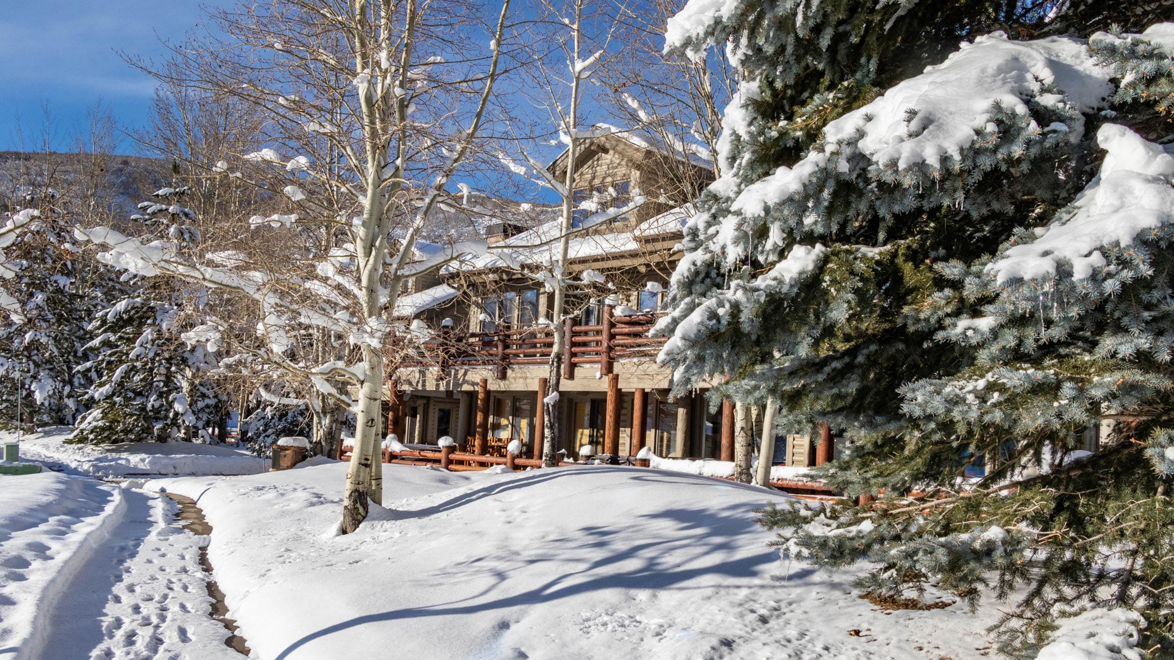 Chaparral in Winter